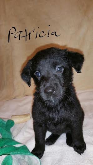 D Litter-Patricia-ADOPTED