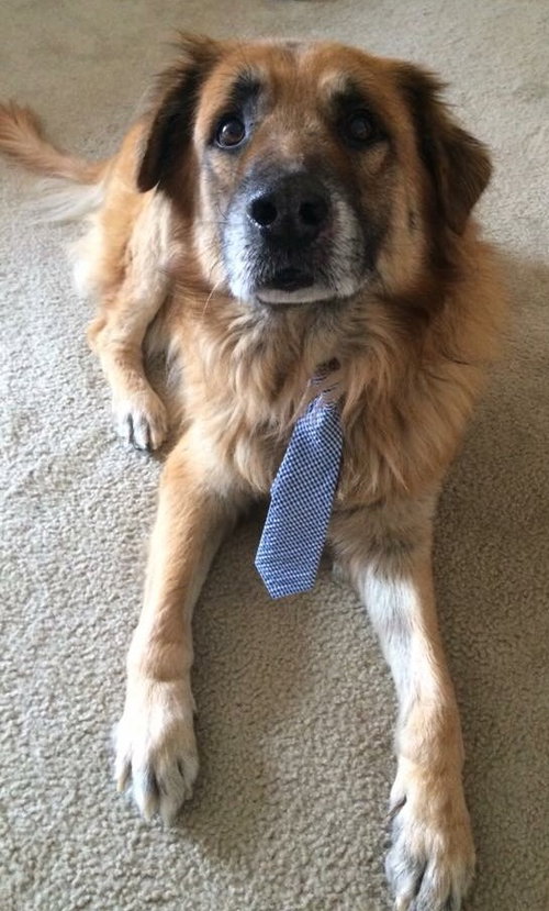 Charlie-ADOPTED
