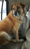 Charlie-ADOPTED