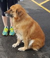 Charlie-ADOPTED