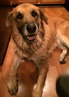 Charlie-ADOPTED