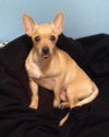 Butterscotch-ADOPTED