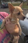 Butterscotch-ADOPTED