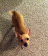Butterscotch-ADOPTED