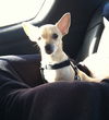 Butterscotch-ADOPTED