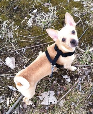 Butterscotch-ADOPTED