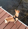 Butterscotch-ADOPTED