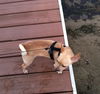 Butterscotch-ADOPTED