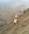 Butterscotch-ADOPTED