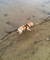 Butterscotch-ADOPTED