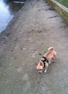 Butterscotch-ADOPTED