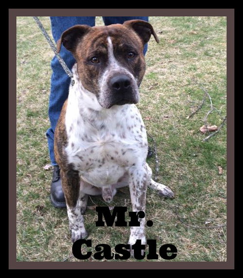 Castle-ADOPTED