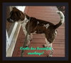 Castle-ADOPTED