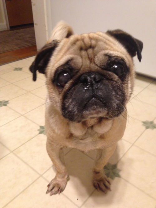 Pugsley-ADOPTED