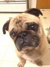 Pugsley-ADOPTED