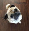 Pugsley-ADOPTED