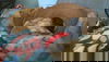 Bowser-ADOPTED