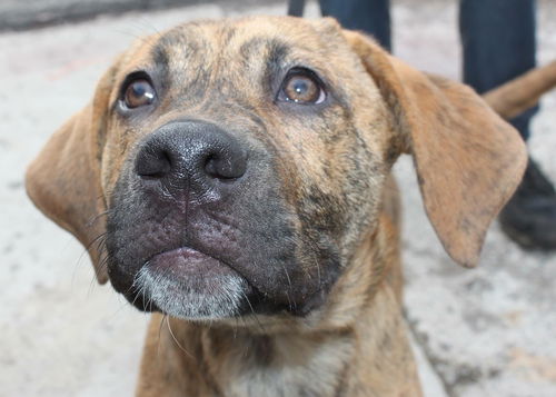 Bowser-ADOPTED