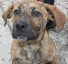 Bowser-ADOPTED