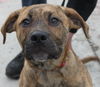 Bowser-ADOPTED