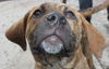 Bowser-ADOPTED