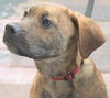 Bowser-ADOPTED