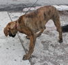 Bowser-ADOPTED