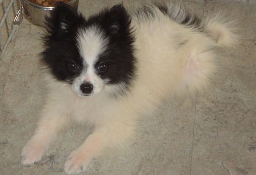 Boo-ADOPTED
