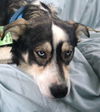 Azure-ADOPTED