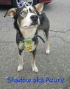 Azure-ADOPTED