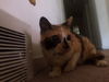 Andrea-ADOPTED