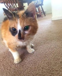 Andrea-ADOPTED