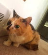 Andrea-ADOPTED