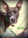 Shelby-ADOPTED