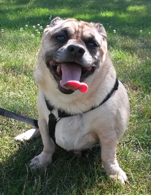 Buford-ADOPTED