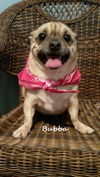 Bubba-ADOPTED