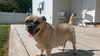 Bubba-ADOPTED