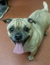 Bubba-ADOPTED