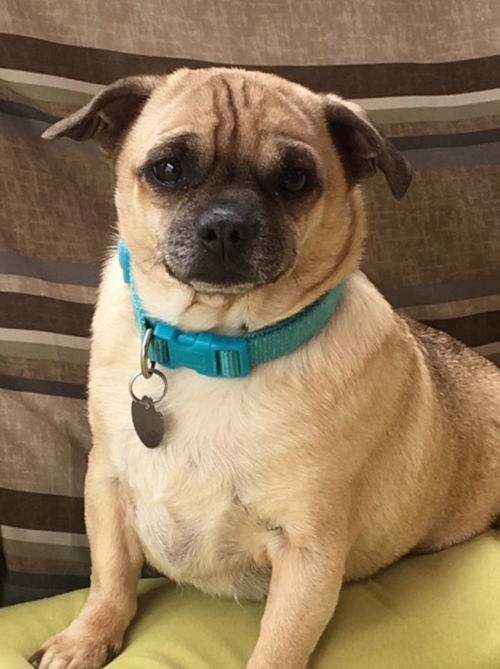 Bubba-ADOPTED
