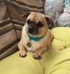Bubba-ADOPTED