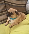Bubba-ADOPTED