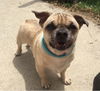 Bubba-ADOPTED