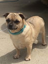 Bubba-ADOPTED