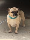 Bubba-ADOPTED