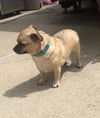 Bubba-ADOPTED
