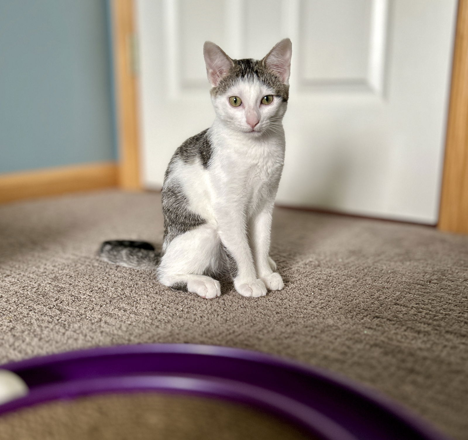 adoptable Cat in Minneapolis, MN named Joan