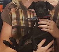Stella