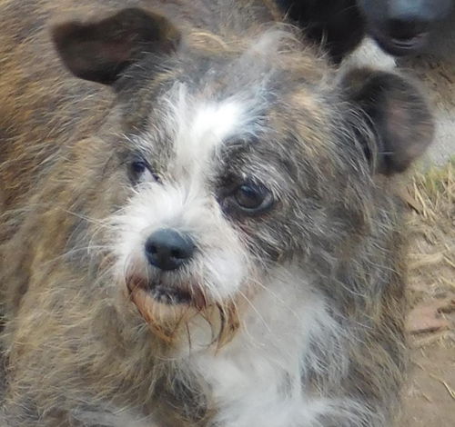 Biscuit
