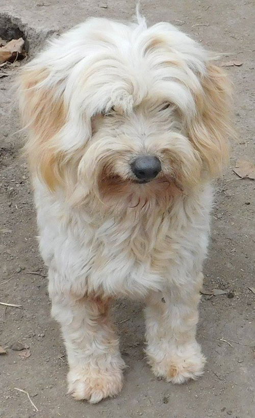 Mustafa