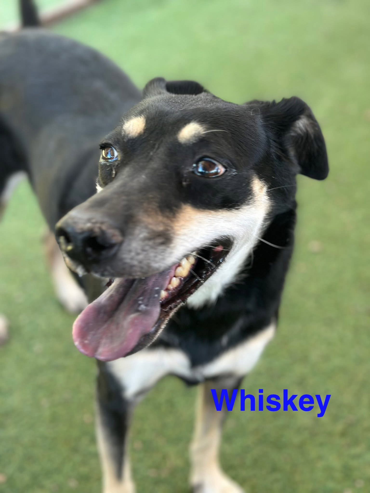 Whiskey